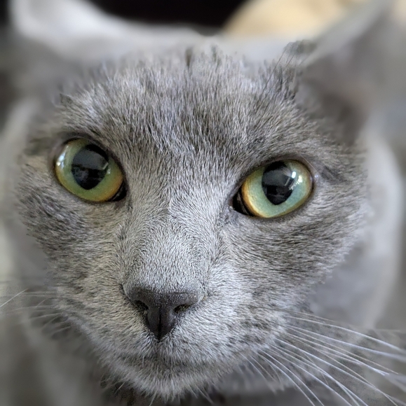 The Litter Room' round metal sign black cat design - Picture 4 of 6